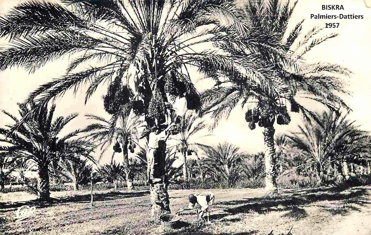 Biskra - Palmiers-Dattiers - 1957.jpg